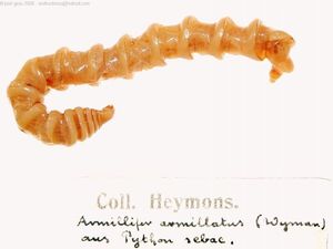 아르밀리페르 아르밀라투스(Armillifer armillatus)