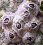 페르포라투스(Perforatus perforatus)