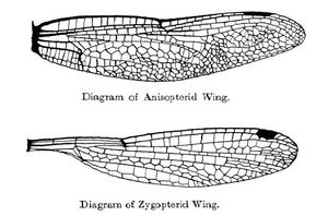 잠자리(위)와 실잠자리(아래)의 날개 모양과 맥상