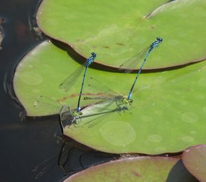 두 쌍의 청색실잠자리 (Coenagrion puella)의 산란 비행