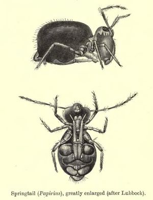 가시톡토기아과(Symphypleona: Sminthuridae)의 한 종