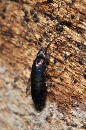 독일산 토모케루스 sp.