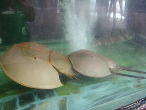 짝짓기를 하는 모습. 작은 수컷이 큰 암컷을 잡고 있다.