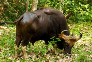 가우르(인도 들소)는 집소와 교잡이 가능하다.