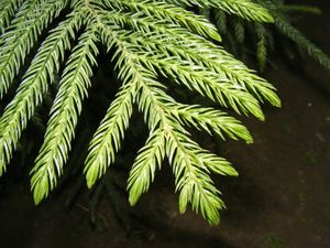 아라우카리아과: 쿠크 소나무(Araucaria columnaris)의 송곳 모양 잎