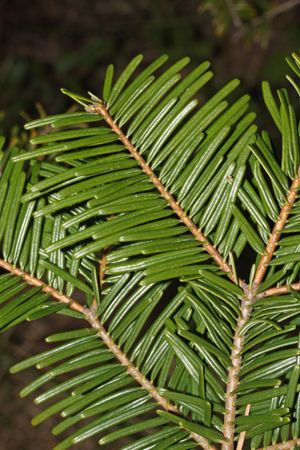 전나무속(Abies) 식물, 특히 큰전나무(Abies grandis)를 비롯한 나선형으로 배열된 잎을 가진 많은 종에서 잎의 기부가 비틀려 잎이 편평하게 배열되어 빛을 최대한 받아들일 수 있도록 한다.