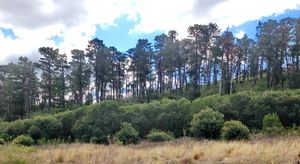 오스트레일리아 시드니의 방사소나무(몬터레이 소나무) 조림지. 일부 구과식물은 도입된 지역에서 침입종이 되기도 한다.