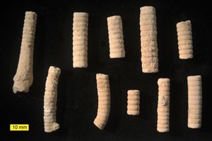 이스라엘 남부의 마트모르 지층에서 발견된 중생대 쥐라기(칼로비안절)의 Apiocrinites 바다나리의 줄기 마디