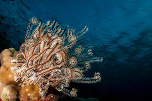 2018년 와카토비 국립공원의 바다나리