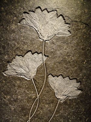 독일 홀츠마덴에서 발견된 쥐라기 Seirocrinus subsingularis 화석