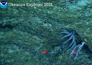 Holopus 속 바다나리