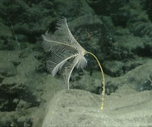 Hyocrinus 속 바다나리