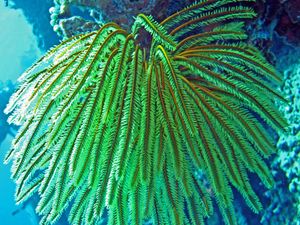 베넷깃털별(Oxycomanthus bennetti), 깃털별목