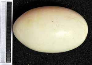 알, 비스바덴 박물관 소장