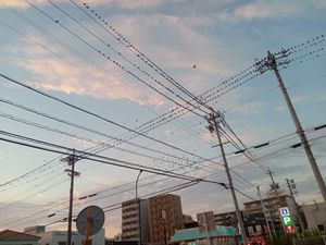 잠자리로 돌아가기 전에 모여 있는 찌르레기 (아이치현나가쿠테시쿠마다에서)