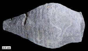 위스콘신주 중기 데본기의 온코세리드인 아클레이스토케라스 휘트필디(Acleistoceras whitfieldi)