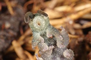 벨벳벌레속 viridimaculatus의 머리 부분. 구강 유두와 구기가 보인다