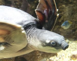 로스앤젤레스 동물원(Los Angeles Zoo)의 돼지코거북(Carettochelys insculpta)