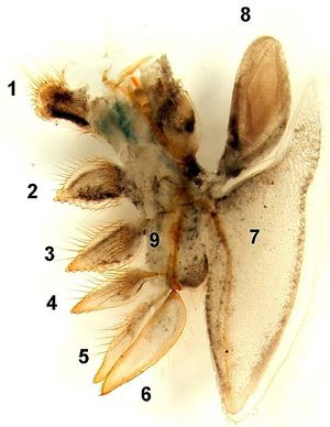 확대된 다리(흉각)