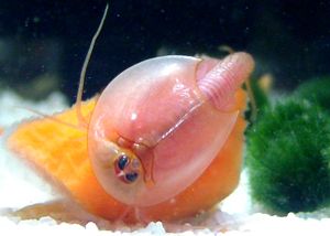 사육 중인 Triops longicaudatus의 붉은색 변종