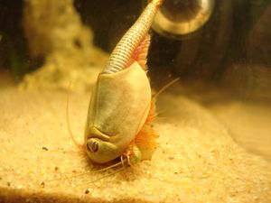 동족을 잡아먹는 Triops