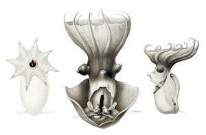 해부된 성체(중앙)와 두 마리의 미성숙 개체