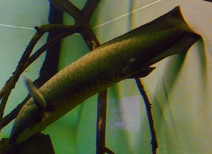 프랑크푸르트 동물원의 퀸즐랜드폐어