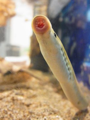 스나야츠메(Lethenteron reissneri) 성체.