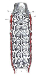암모코이테스 유생의 머리를 수평으로 절단하여 등쪽에서 본 그림. Gaskell (1908)보다.