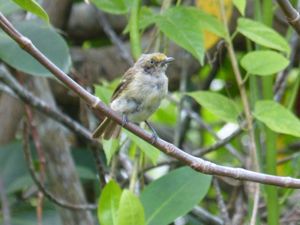 흰눈비레오 (Vireo griseus bermudianus) (버뮤다)