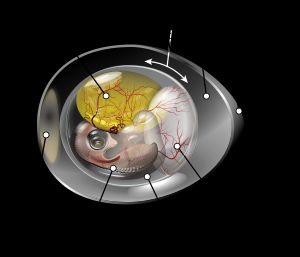 양막류 알의 해부학