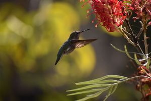 동물원의 아나 벌새