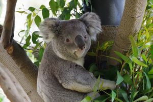 샌디에이고 동물원의 코알라