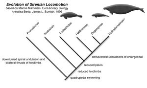 바다소목 계통도