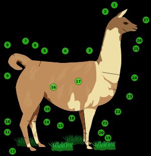 라마 신체 부위 명칭: 1 귀 – 2 정수리 – 3 기갑 – 4 등 – 5 엉덩이 – 6 엉덩이뼈 – 7 꼬리 기저부 – 8 꼬리 – 9 둔부 – 10 종자골 – 11 중족골샘 – 12 발꿈치 – 13 정강이뼈 – 14 종아리 – 15 슬관절 – 16 옆구리 – 17 몸통 – 18 팔꿈치 – 19 발목 – 20 발목관절 – 21 무릎 – 22 가슴 – 23 어깨 끝 – 24 어깨 – 25 목구멍 – 26 뺨 또는 턱 – 27 주둥이