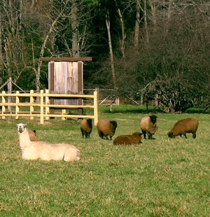 매사추세츠주의 농장에서 양 떼를 지키는 라마