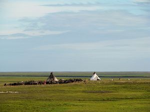 2014년 네네츠족