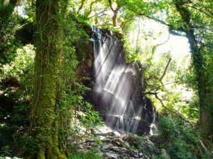 아일랜드 케리스 주 켈스 베이의 온대 우림