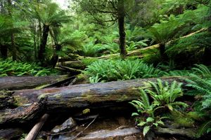 태즈메이니아 온대 우림의 나무고사리(*Dicksonia antarctica*)