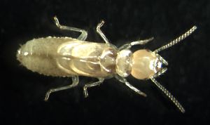 어린 흰개미 약충. 최초의 약충들은 일개미로 변태하지만, 이후의 약충들은 병정이나 유시충으로 변태할 수 있다.