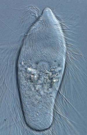 레티쿨리테르메스의 트리코님피드 편모충. 흰개미는 셀룰로스 소화를 위해 이런 공생 미생물에 의존한다.