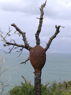 시드니 팜비치의 뱅크셔 나무에 둥지를 튼 흰개미