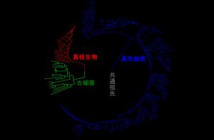 생물의 계통수. 명왕누대에는 원시 생명체가 출현했다.
