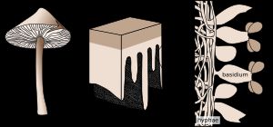 담자균류의 전형적인 생식 구조, 담자포자와 담자기 포함