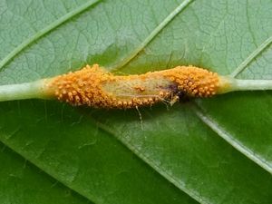 잎에 난 성자기