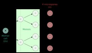 식물에서 소포자는, 그리고 어떤 경우에는 대포자는 감수 분열의 네 가지 생성물 모두에서 형성됨