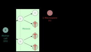 많은 종자식물과 이형포자 양치류에서 감수분열의 단일 생성물만이 대포자(macrospore)가 되고 나머지는 퇴화함