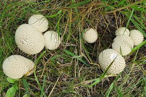 말불버섯이 포함하는 충격포자