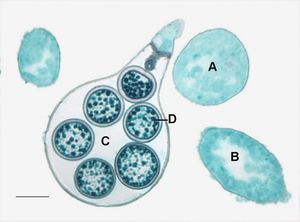 사프롤레그니아속의 유성 생식 구조(난자만 표시, 정자는 표시되지 않음).