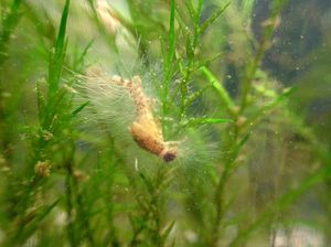 죽은 날도래 유충에 있는 미동정 난균류